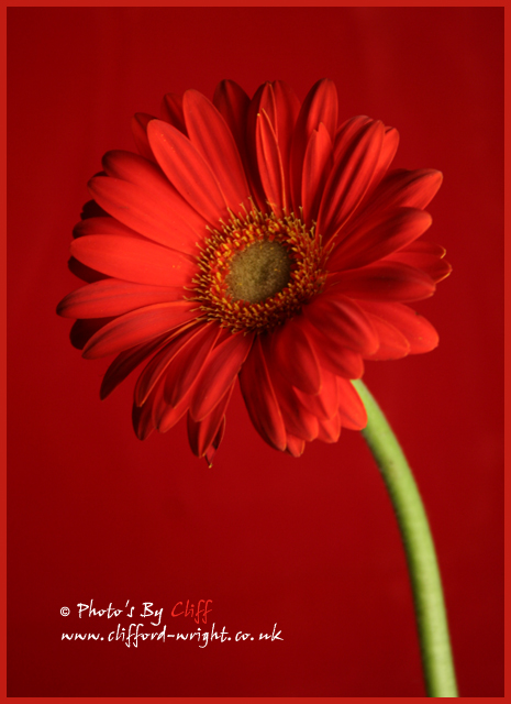Red Gerbera