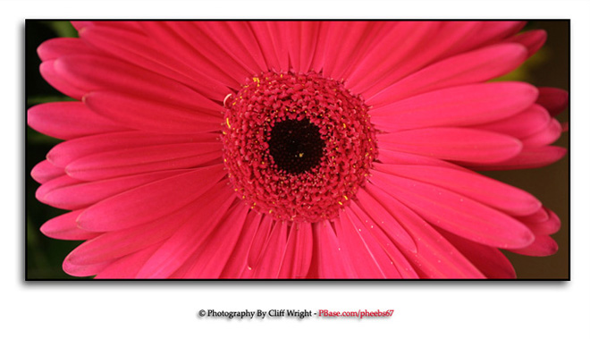 Pink Gerbera