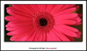 Pink Gerbera