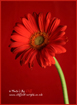 Red Gerbera