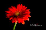 Photo's by Cliff